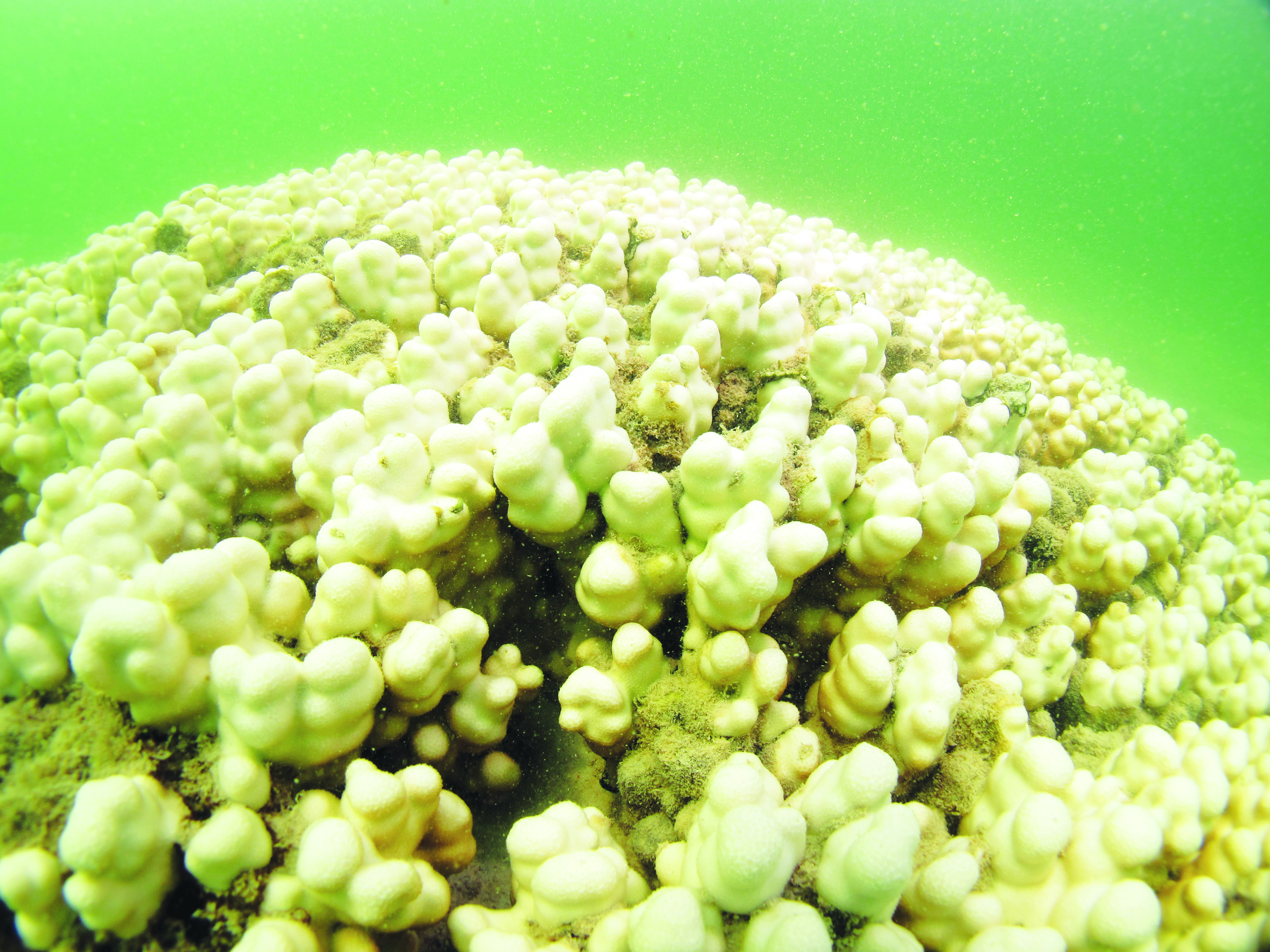 فريق الغوص يرصد ظاهرة ابيضاض واسعة لمواقع الشعاب المرجانية في بحر الكويت
